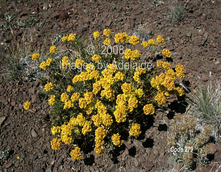 Sulphur-Colored Buckwheat